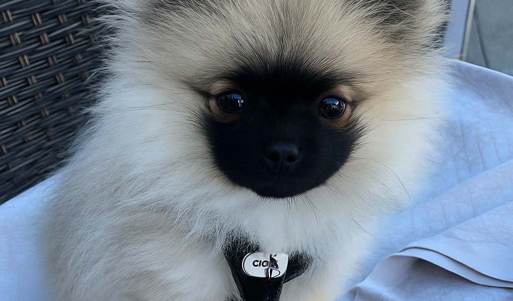 Zwergspitz Welpe Püppy sitzt im Café Florian in Venedig auf einem Stuhl und genießt die erste Reise.