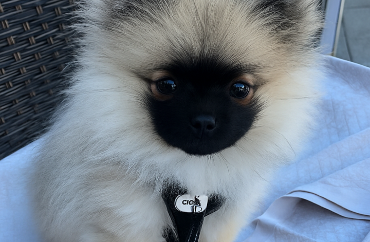 Zwergspitz Welpe Püppy sitzt im Café Florian in Venedig auf einem Stuhl und genießt die erste Reise.