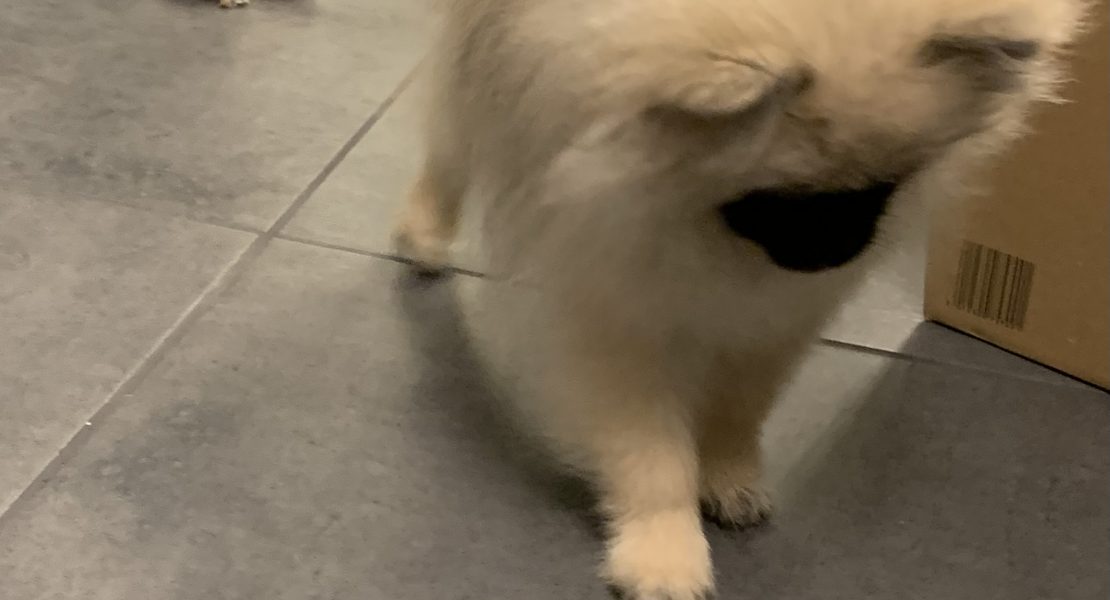 Zwergspitz Welpe Püppy steht neugierig auf dem Küchenboden und spielt mit einer kleinen Quietscheente.