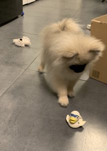 Zwergspitz erster Abend – Püppy spielt mit seiner Quietschente

