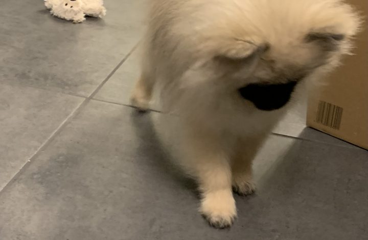 Zwergspitz Welpe Püppy steht neugierig auf dem Küchenboden und spielt mit einer kleinen Quietscheente.