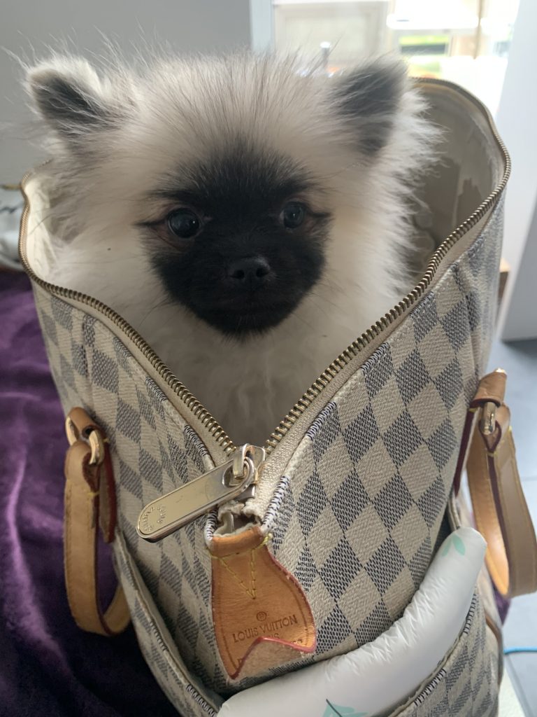 Zwergspitz Welpe erster Ausflug Püppy