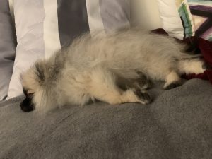 Zwergspitz Püppy schläft auf dem Sofa