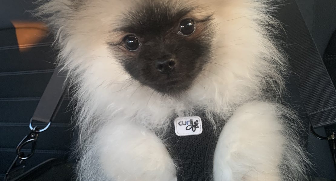 Zwergspitz Welpe sitzt in der Transportbox während der ersten Reise