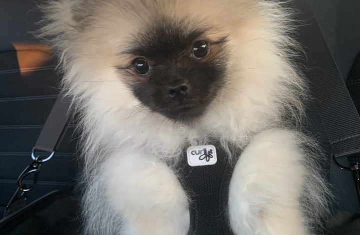 Zwergspitz Welpe sitzt in der Transportbox während der ersten Reise