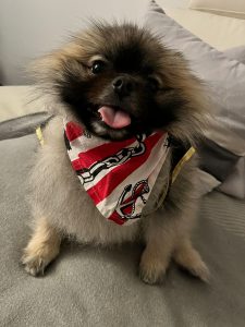 Halloween mit Kindern – Piratenhund Püppy im Kostüm unterwegs