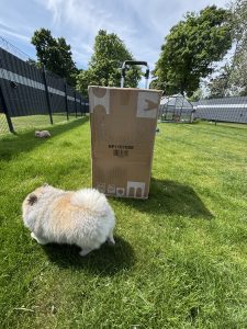 Hüpfburg im Garten Lieferung im Karton mit Hund