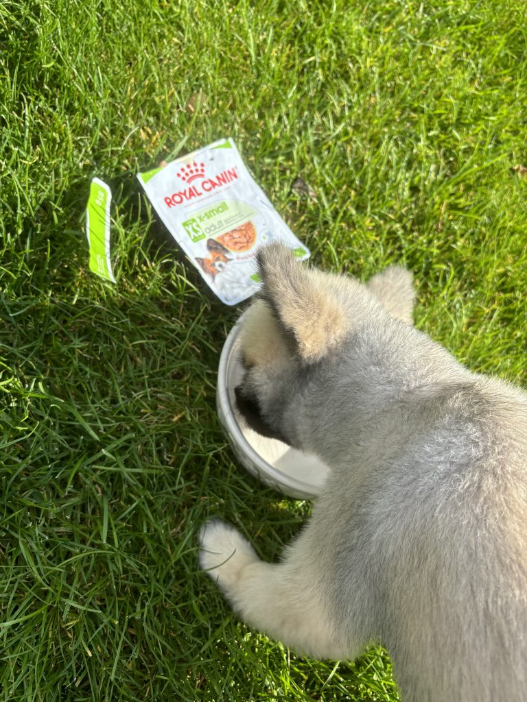 Zwergspitz Püppy frisst Royal Canin X-Small Adult aus dem Napf