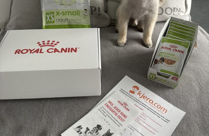 Zwergspitz Püppy mit Royal Canin X-Small Adult Testpaket