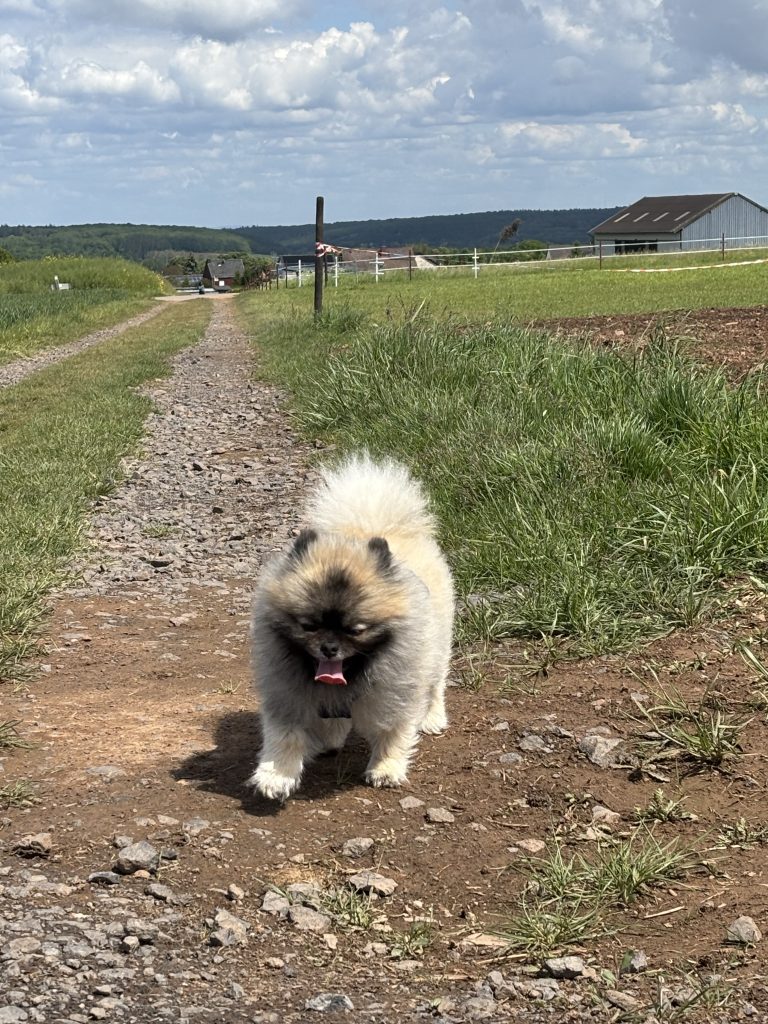 Kleiner Hund auf dem Weg zur Bruder Klaus Kapelle in Mechernich