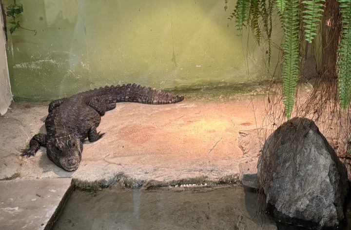 Krokodil im Reptilienzoo der Nibelungenhalle Königswinter