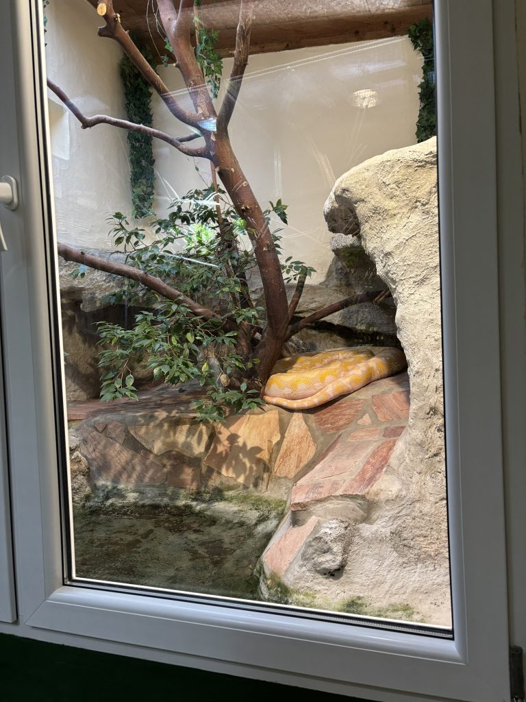 Große Python im Reptilienzoo Königswinter