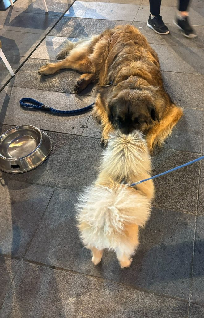 Zwergspitz Püppy begrüßt einen Leonberger