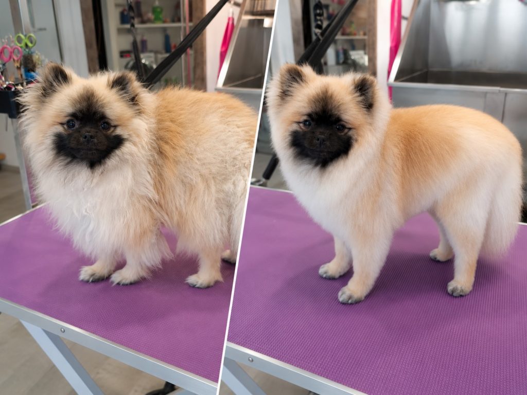 Zwergspitz vor und nach dem Besuch beim Hundefriseur