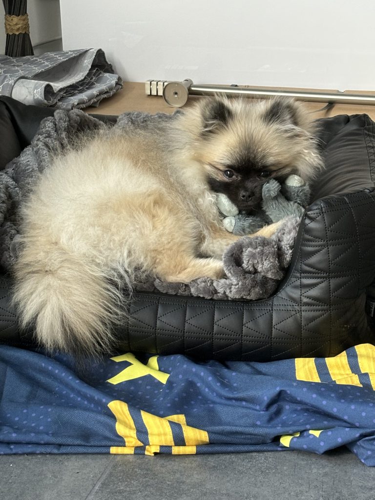 Zwergspitz Püppy in seinem Hundebett mit Kuscheltier