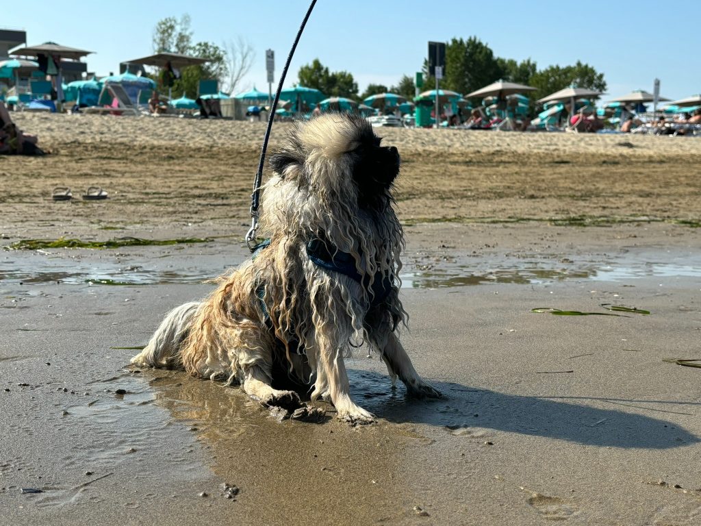 Nasser Zwergspitz nach einem Tag am Strand