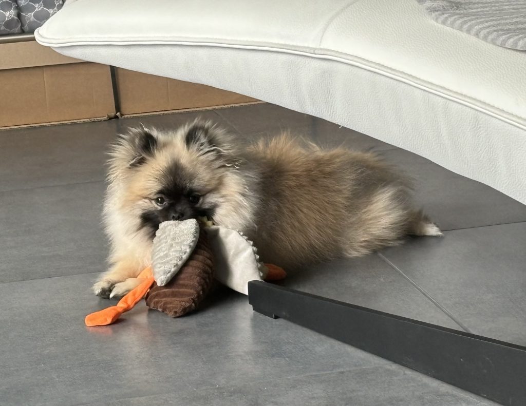 Zwergspitz Püppy mit Stofftier auf dem Boden