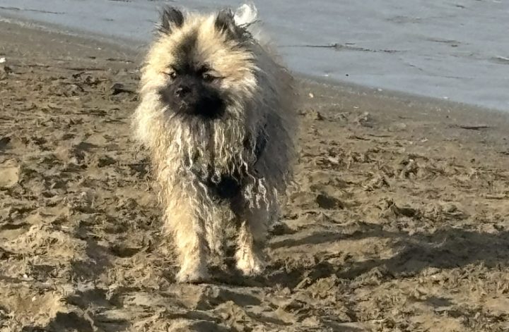 Zwergspitz Erfahrungen - Püppy am Strand während eines Familienurlaubs