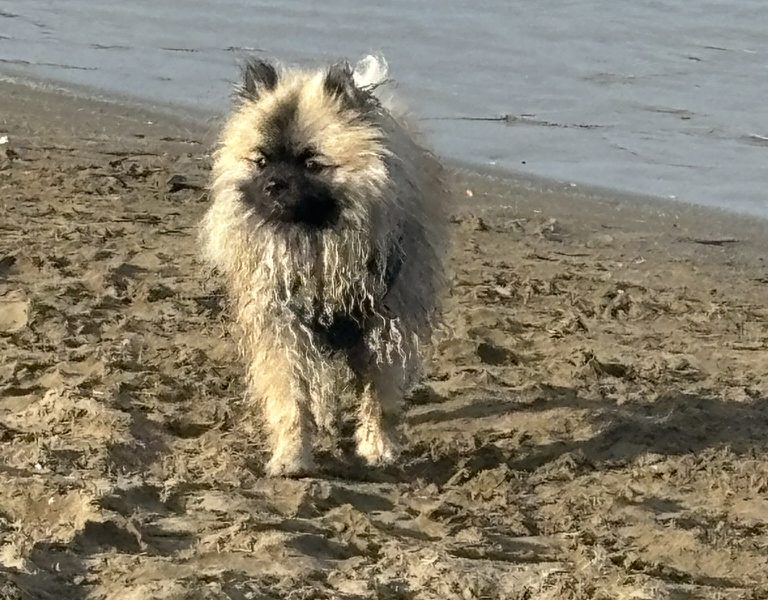 Zwergspitz Erfahrungen - Püppy am Strand während eines Familienurlaubs