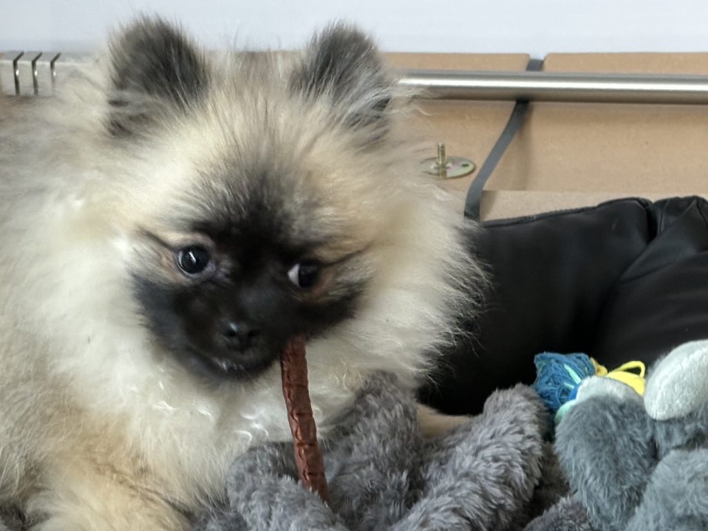 Zwergspitz Welpe Püppy mit Kaustange
